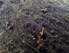 Scopuloides rimosa thumbnail 3