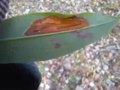 Laurel Leafminer thumbnail 3