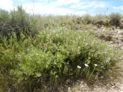 Least Bladdery Milkvetch thumbnail 1