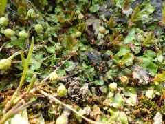 Asterella lindenbergiana thumbnail 2