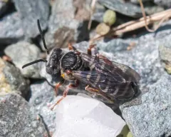 Elise's Longhorn-Cuckoo thumbnail 3