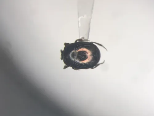 Hypocaccus bigener