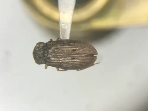 Helophorus grandis