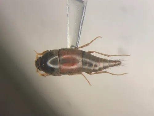 Sepedophilus marshami