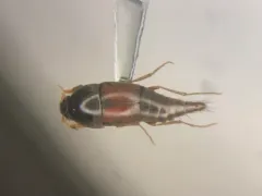 Sepedophilus marshami thumbnail 1