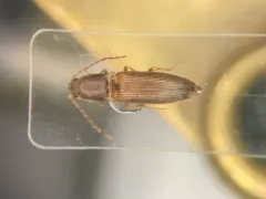 Siliceous Click Beetle thumbnail 1