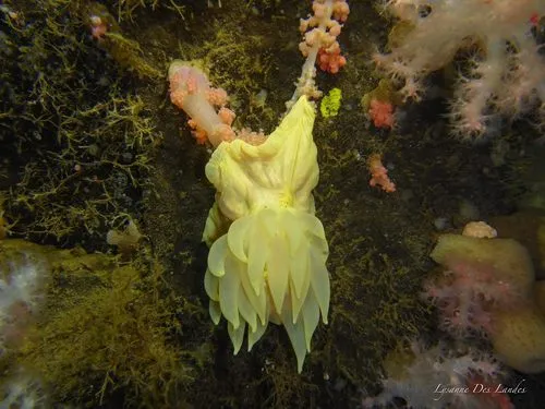 Ptychodactis patula