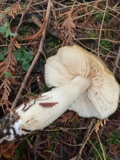 Entoloma lividoalbum thumbnail 3