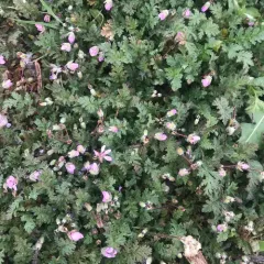 Redstem Stork's-bill thumbnail 4
