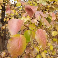 Callery pear thumbnail 3