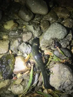 Haemopis marmorata thumbnail 3