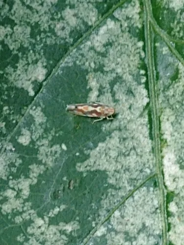 Virginia Creeper Leafhopper