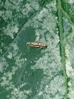 Virginia Creeper Leafhopper thumbnail 1