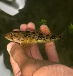 Prickly Sculpin thumbnail 2