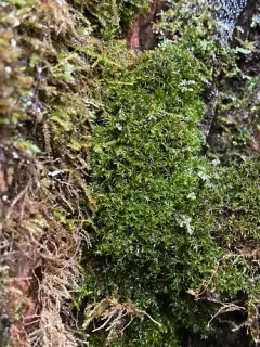 Mougeot's Yoke Moss thumbnail 3