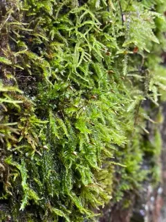 Rusty Ragged Moss thumbnail 1