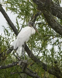 Wood Stork thumbnail 3
