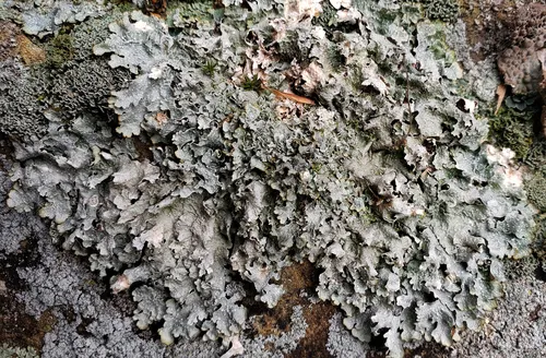 Punctelia graminicola