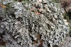 Punctelia graminicola thumbnail 1