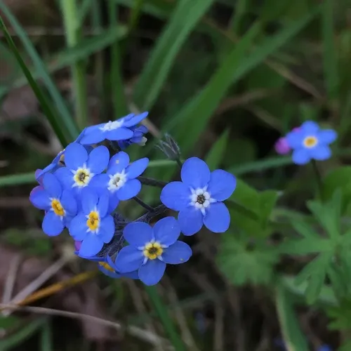 Wood Forget-me-not