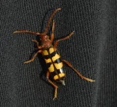 Xestoleptura crassicornis thumbnail 3