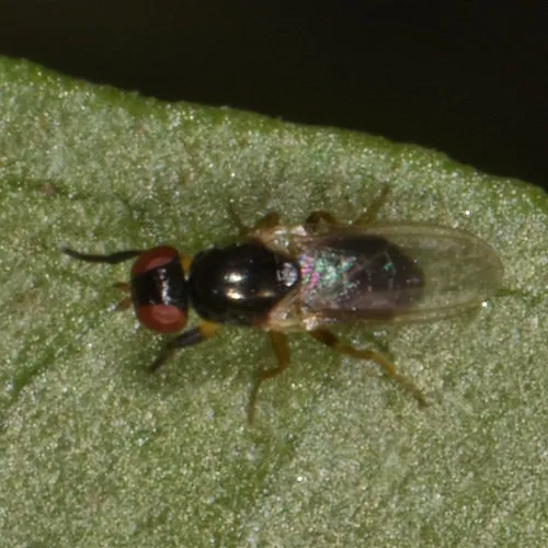 Protopiophila latipes