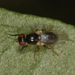 Protopiophila latipes thumbnail 1