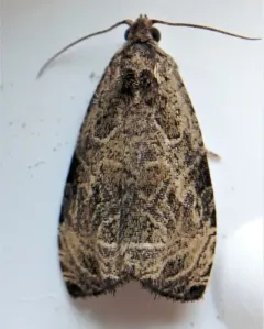 Woolly-backed Moth thumbnail 3