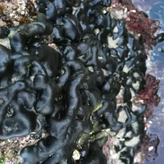 green spongy cushion thumbnail 3