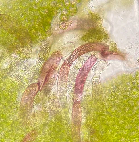 Large-spored Pellia