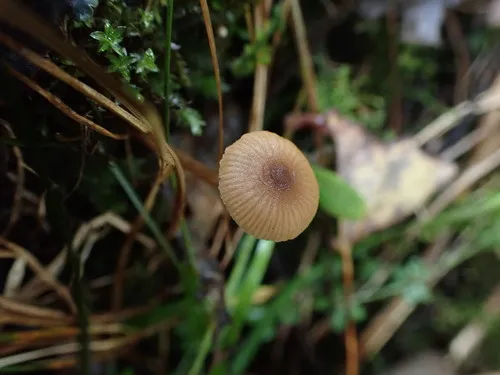 striate aldercap