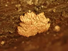 Arcyria stipata thumbnail 3