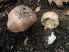 Oak-loving Trich thumbnail 3