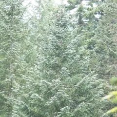 noble fir thumbnail 2