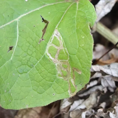 Burdock Leafminer