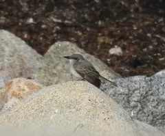 Gray Kingbird thumbnail 3