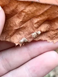Wrinkled Hophornbeam Blotch Miner Moth thumbnail 1