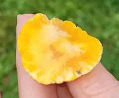 Butter Waxcap thumbnail 3