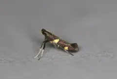 Caloptilia canadensisella thumbnail 3