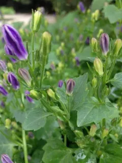 Trailing bellflower thumbnail 4