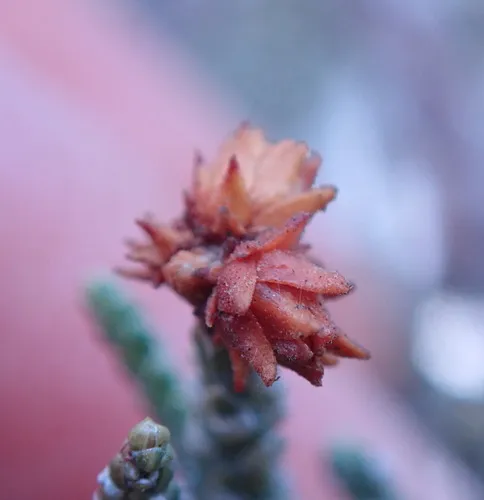 Oligotrophus juniperi