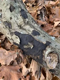 Biscogniauxia mediterranea thumbnail 3