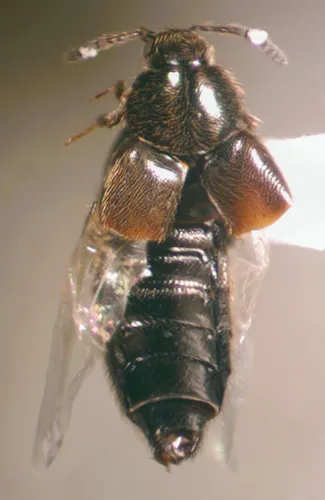 Woolly Minute Rove Beetle