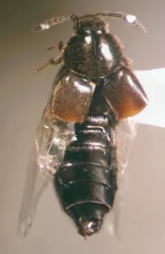 Woolly Minute Rove Beetle thumbnail 1