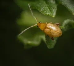 Ragwort Flea Beetle thumbnail 2