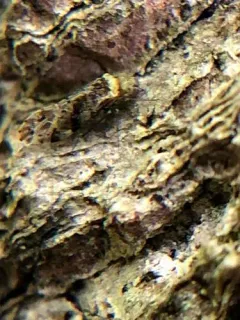 Trichadenotecnum alexanderae thumbnail 4