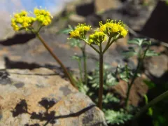 henderson's lomatium thumbnail 3