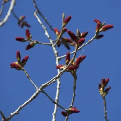 Eastern Cottonwood thumbnail 4