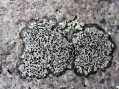 Sunken Button Lichen thumbnail 3