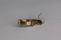 White-blotched Monopis Moth thumbnail 2